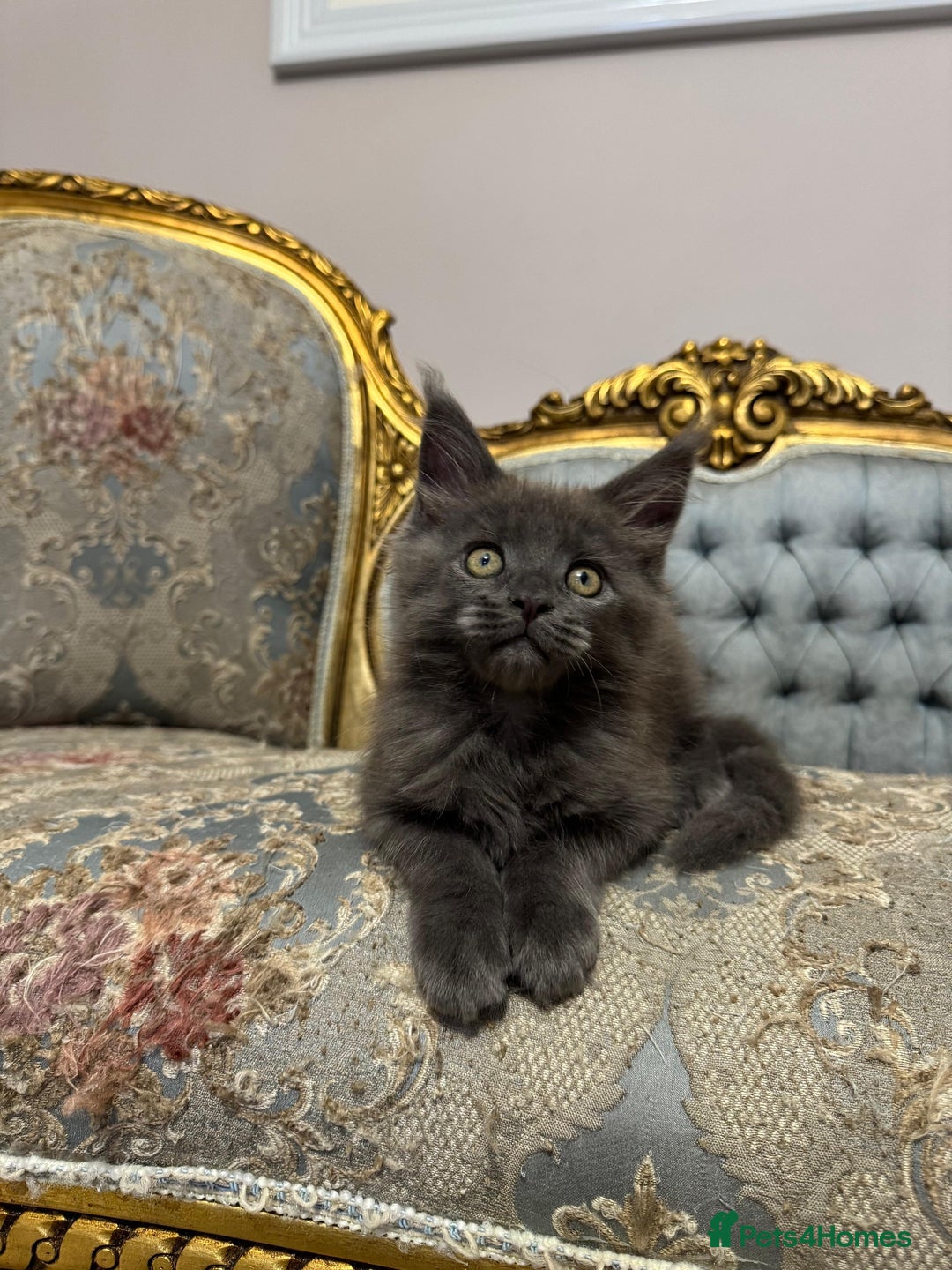 Maine Coon cats for sale: XXL Russian bloodline Maine Coon Kittens 20+Gen!🏆 - Image 20