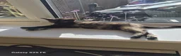 British Shorthair cats for sale: Three female kittens - Advert 10