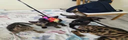 Bengal cats for sale: Stunning Bengal Cross Kittens - Advert 6