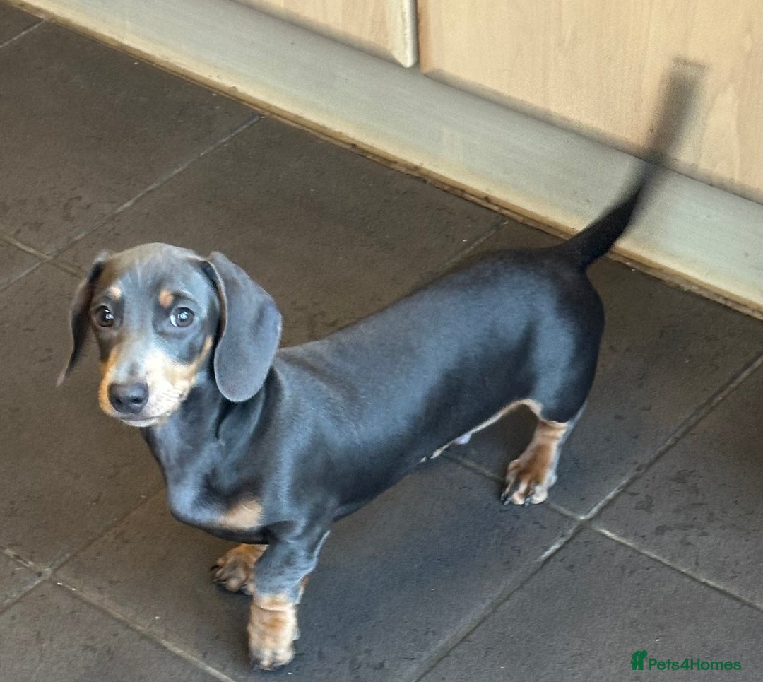 Miniature Dachshund dogs for stud: Available for stud blue and tan mini dachshund - Image 4