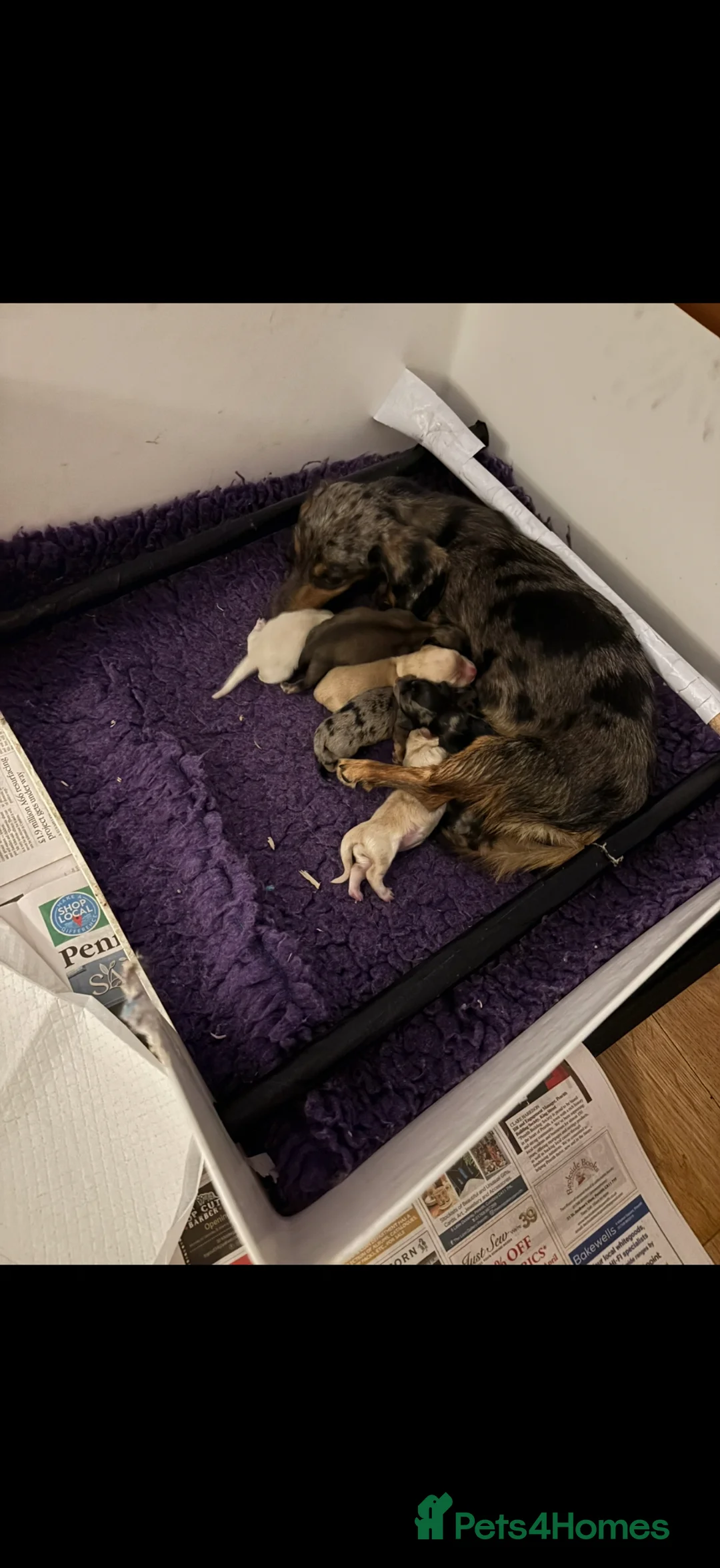 Miniature Dachshund dogs for sale: Minature dachshunds !  - Advert 10