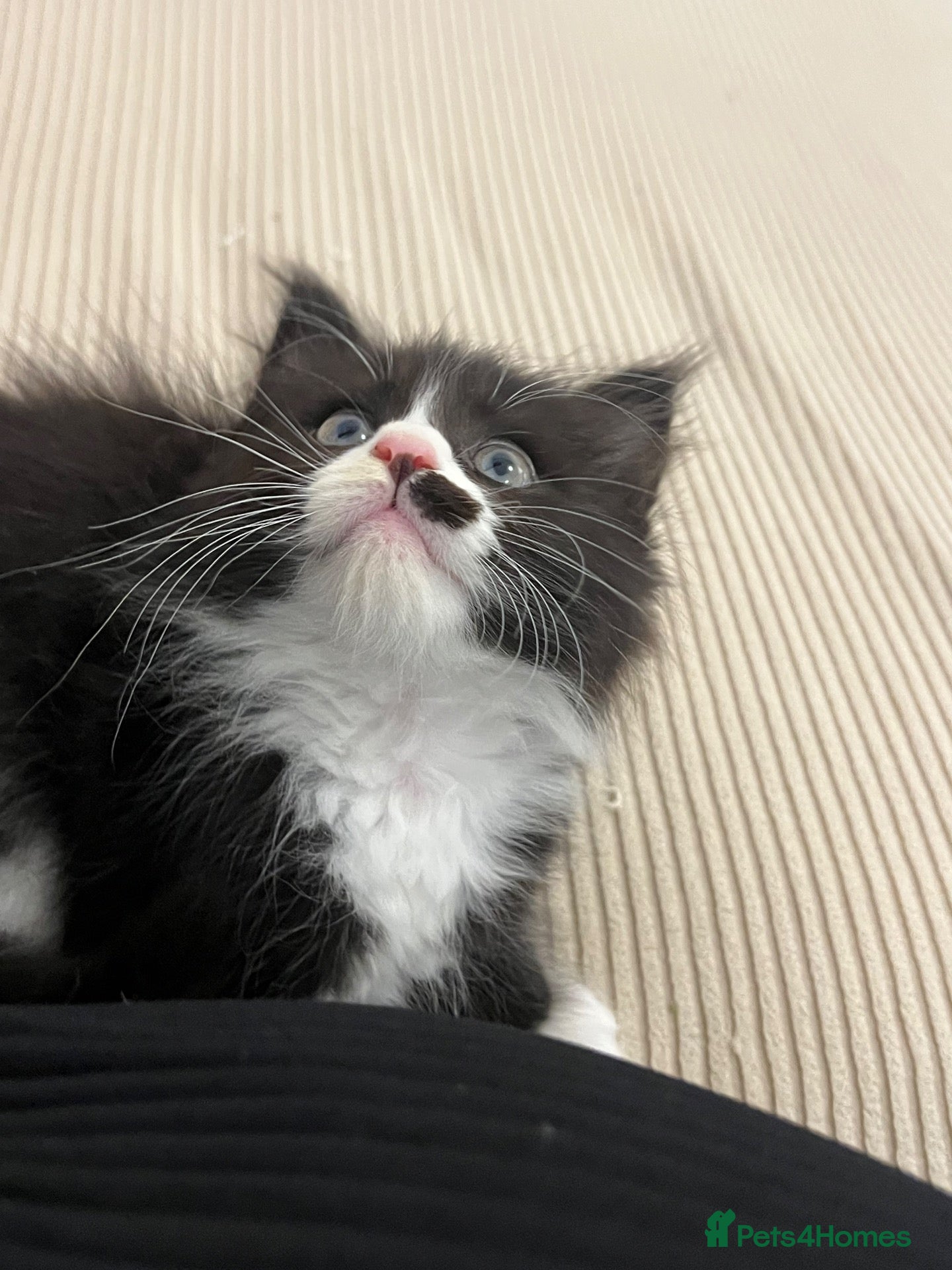 Maine Coon cats 1 female left CHEAP DUE TO HOLI dad Maincoon reg - Advert 5