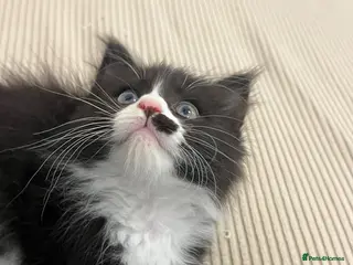 Maine Coon cats 1 female left CHEAP DUE TO HOLI dad Maincoon reg - Advert 3