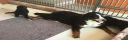 Bernedoodle dogs for sale: AMAZING BERNEDOODLE PUPPIES - Advert 7