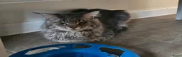 Maine Coon cats for sale: Male maine coon  - Advert 3