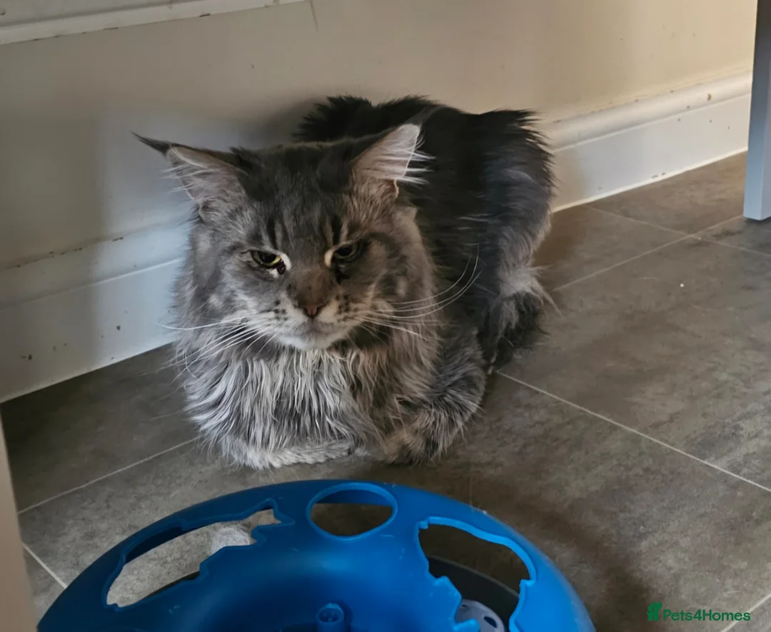 Maine Coon cats for sale: Male maine coon  - Advert 3