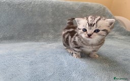 British Shorthair cats for sale: Silver Tabby kitten with his mother  - Image 15