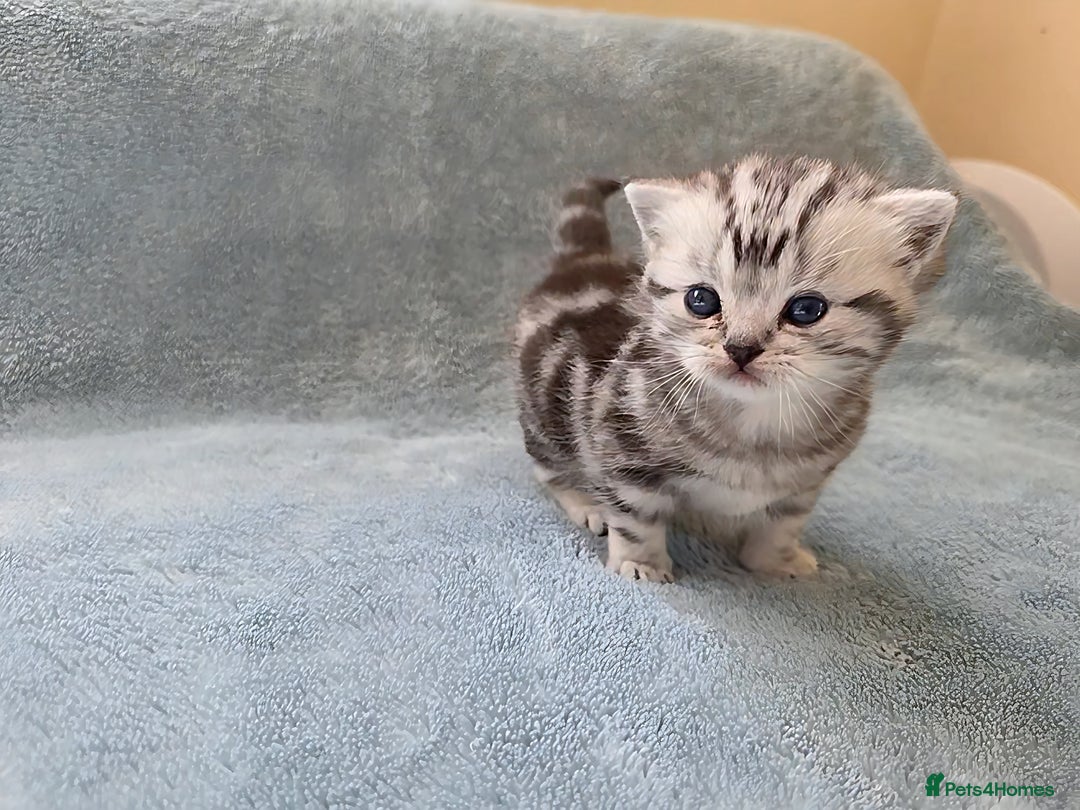 British Shorthair cats for sale: Silver Tabby kitten with his mother  - Image 15