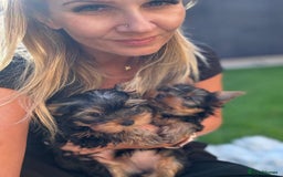 Yorkshire Terrier dogs for sale: Last girl ready🥰 Pedigree Yorkshire Terrier Puppy - Image 30
