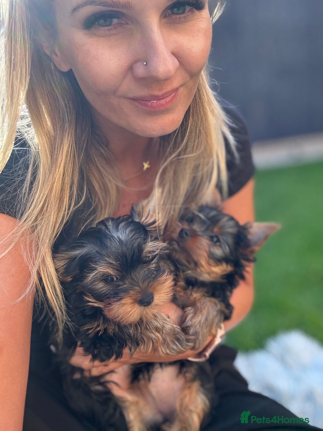 Yorkshire Terrier dogs for sale: Last girl ready🥰 Pedigree Yorkshire Terrier Puppy - Image 30