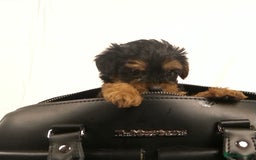 Yorkiepoo dogs for sale: Tiny Yorkipoos beautiful fluff balls puppies - Image 16