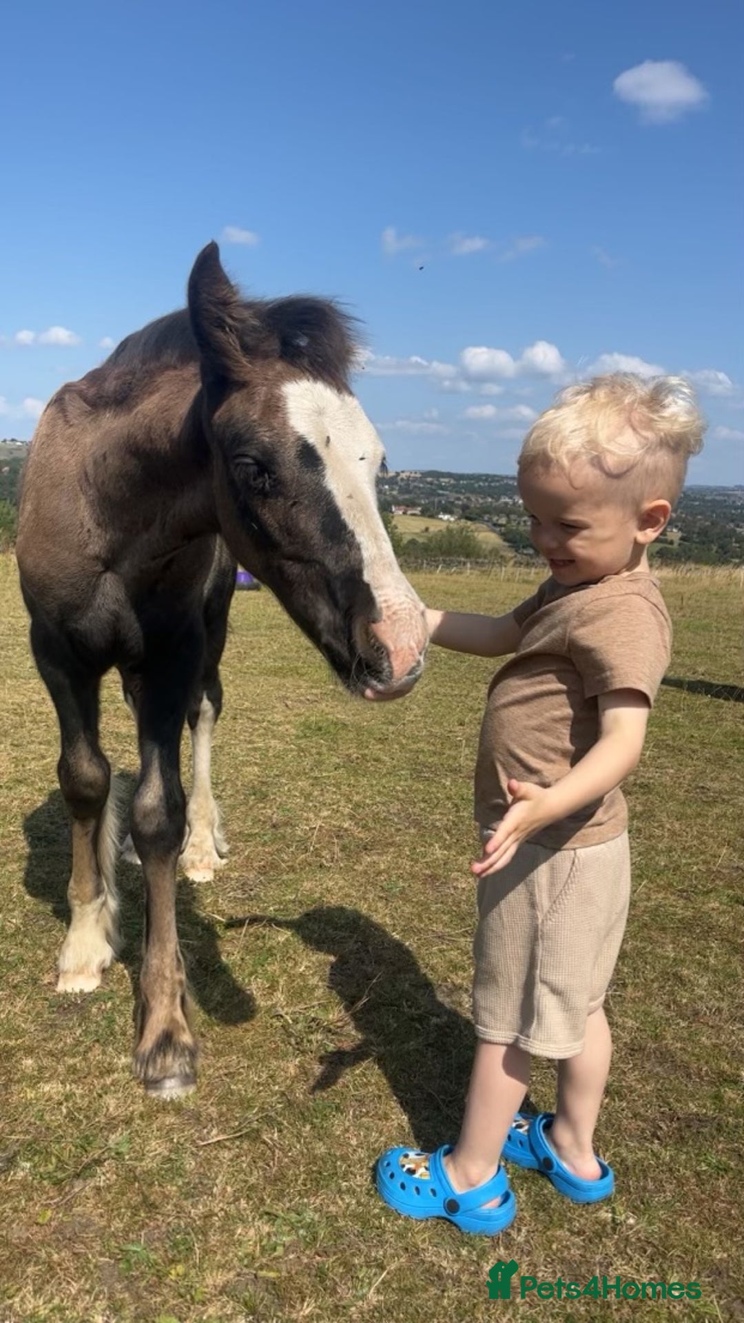 Irish Cob horses for sale: Stunning cob foal looking for new family. - Image 3