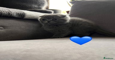 Scottish Fold cats - Advert 4