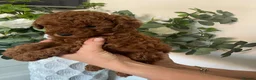 Cavapoochon dogs for sale: DNA Tested Hypoallergenic Cavapoochon F1BB Babies  - Advert 4