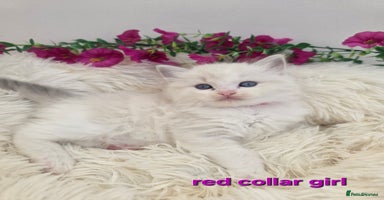 Ragdoll cats 💕GCCF registered ragdoll kittens💕 - Advert 2