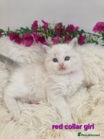 Ragdoll cats 💕GCCF registered ragdoll kittens💕 - Advert 2