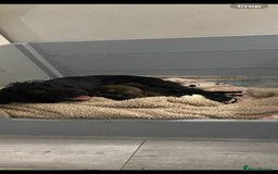 Sprocker dogs for sale: Beautiful Sprocker Puppies Ready 30th December - Image 6