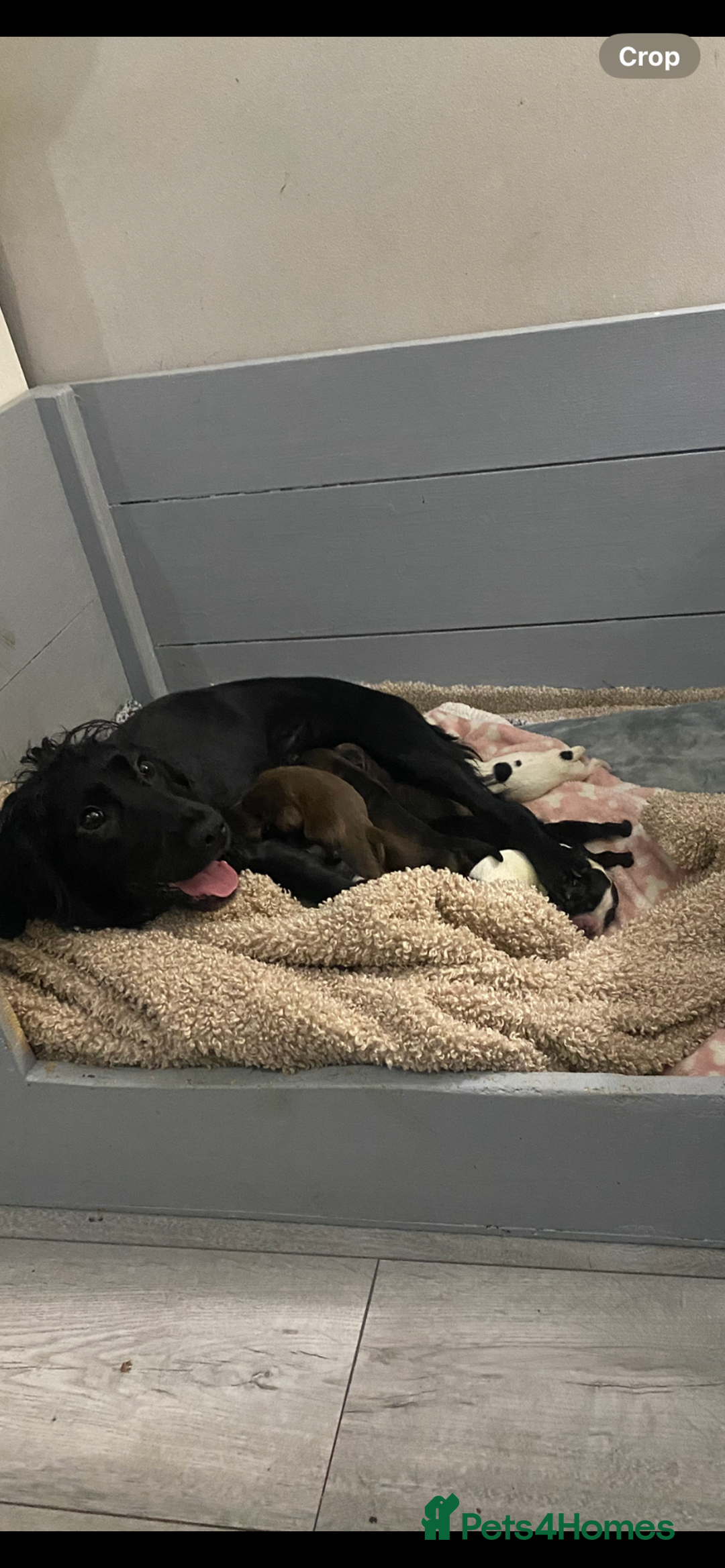 Sprocker dogs for sale: Beautiful Sprocker Puppies Ready 30th December - Image 6