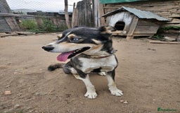 Mixed Breed dogs for adoption: ROCKY, a Lovely Boy - for a Loving Home - Image 7