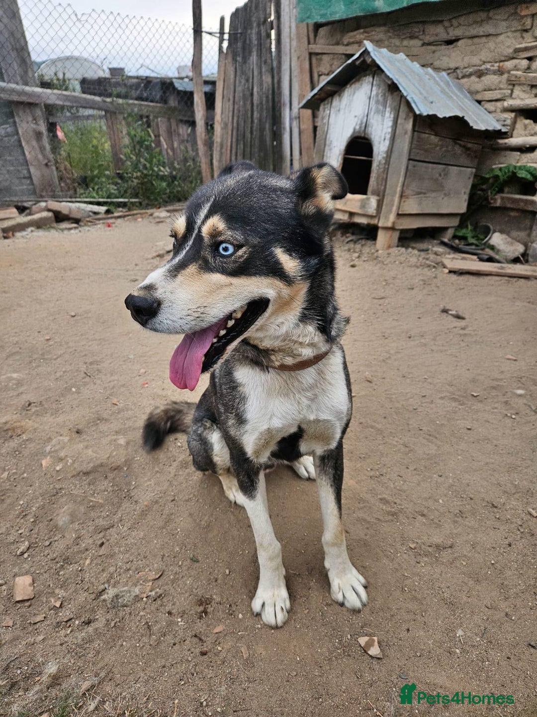 Mixed Breed dogs for adoption: ROCKY, a Lovely Boy - for a Loving Home - Image 7