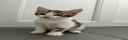 Mixed Breed cats for sale: Two gorgeous boy kittens ready to leave  - Advert 21