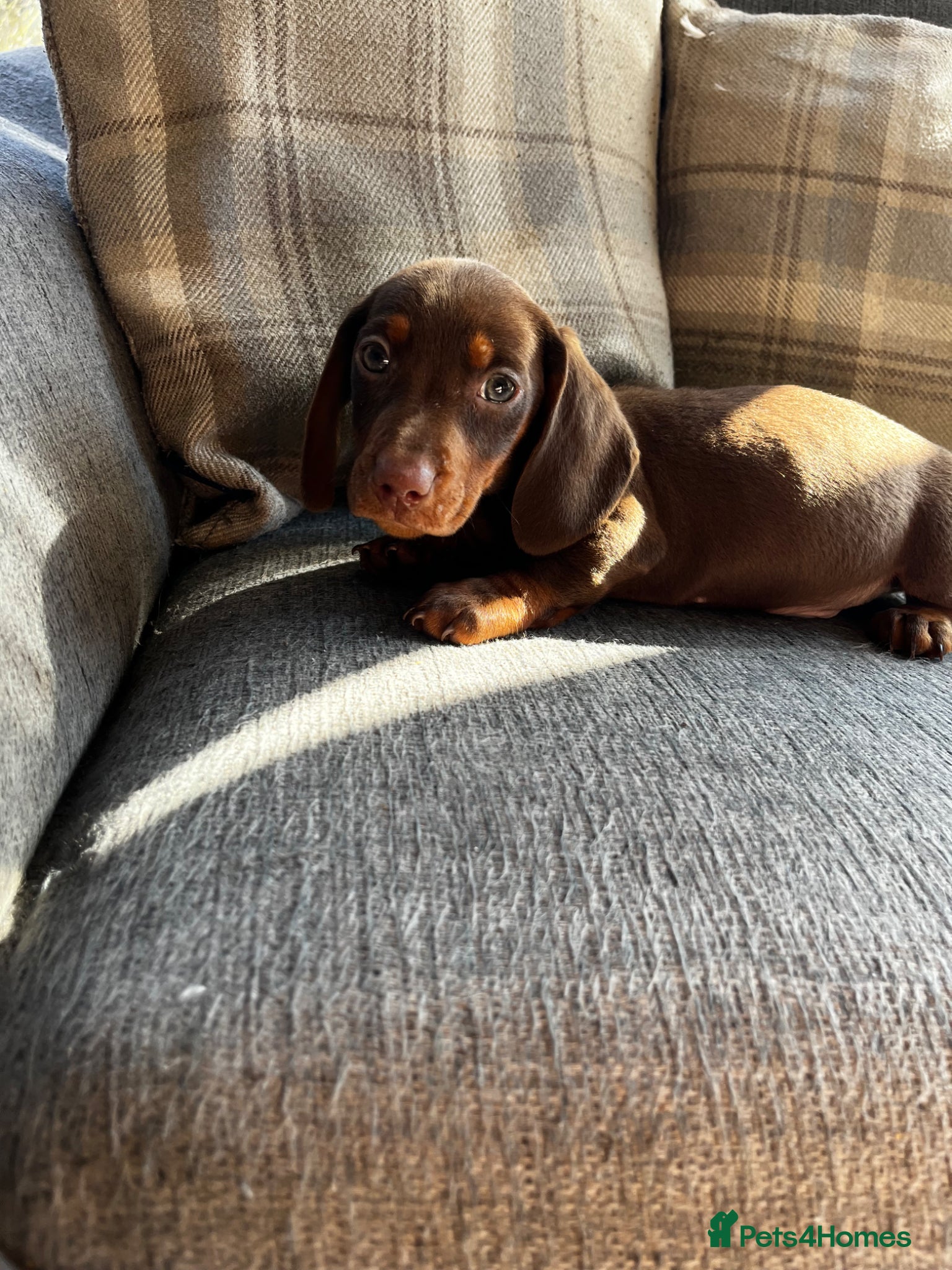 Dachshund dogs Dachshund puppies  - Advert 1