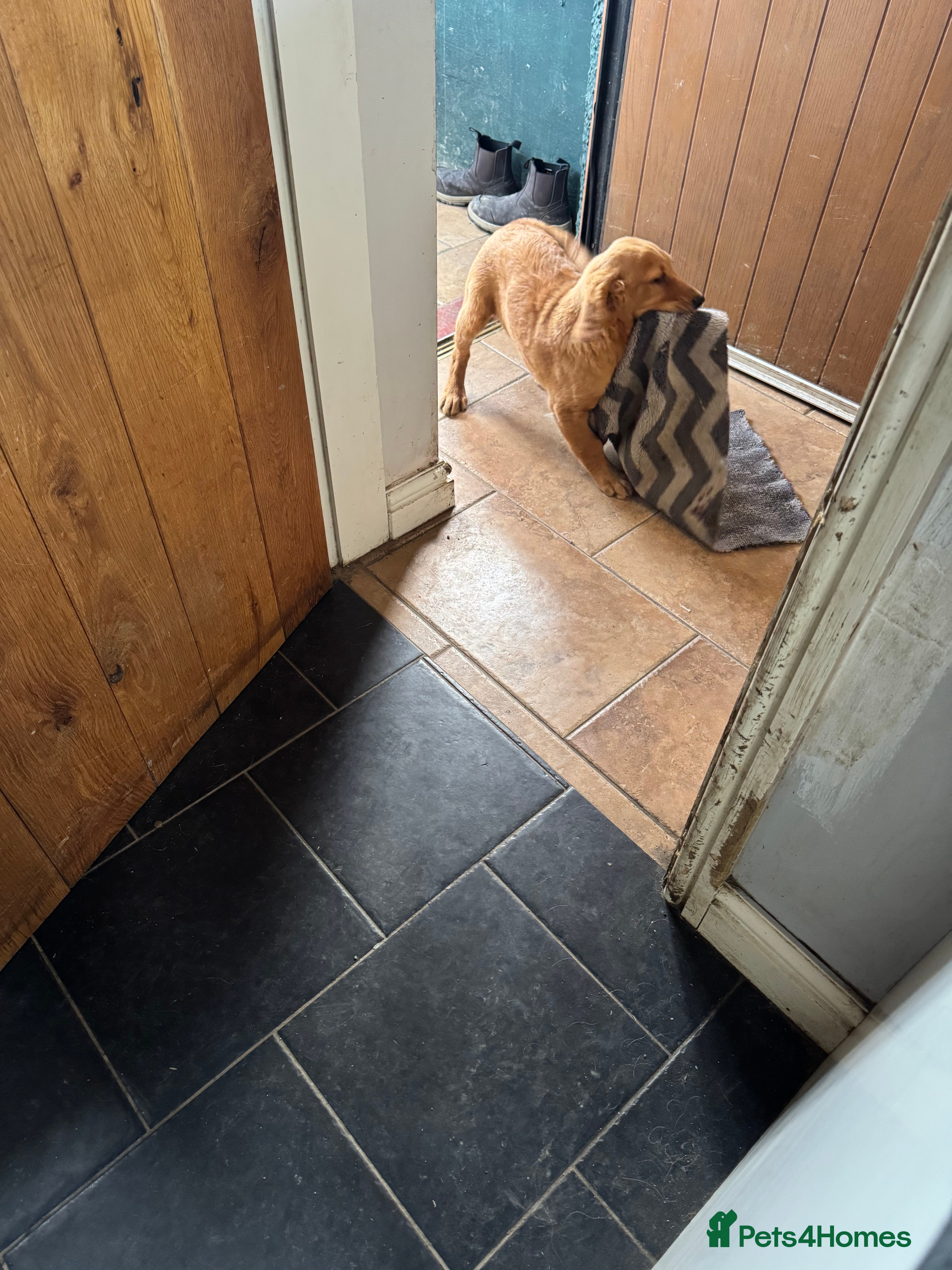 Golden Retriever dogs Health checked vaccinated Puppies - Advert 2