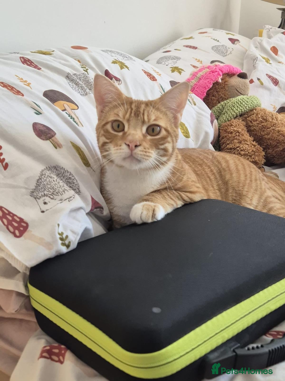 Domestic Shorthair cats Toast, 10 month old boy (neutered)  - Advert 1