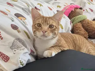 Domestic Shorthair cats Toast, 10 month old boy (neutered) - Advert 1