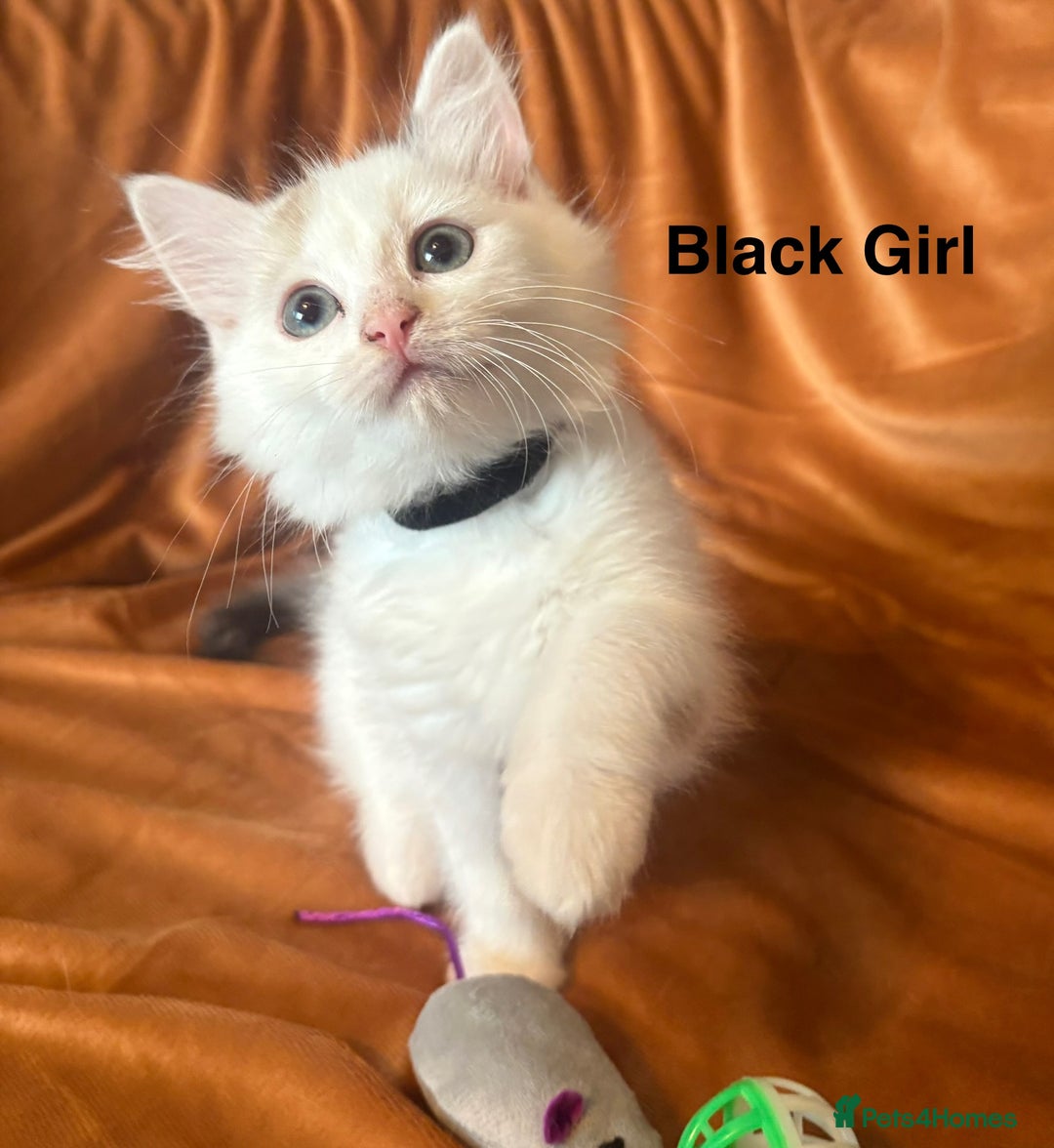 Ragdoll cats for sale: Adorable pure Ragdoll kittens boys and girls - Image 14