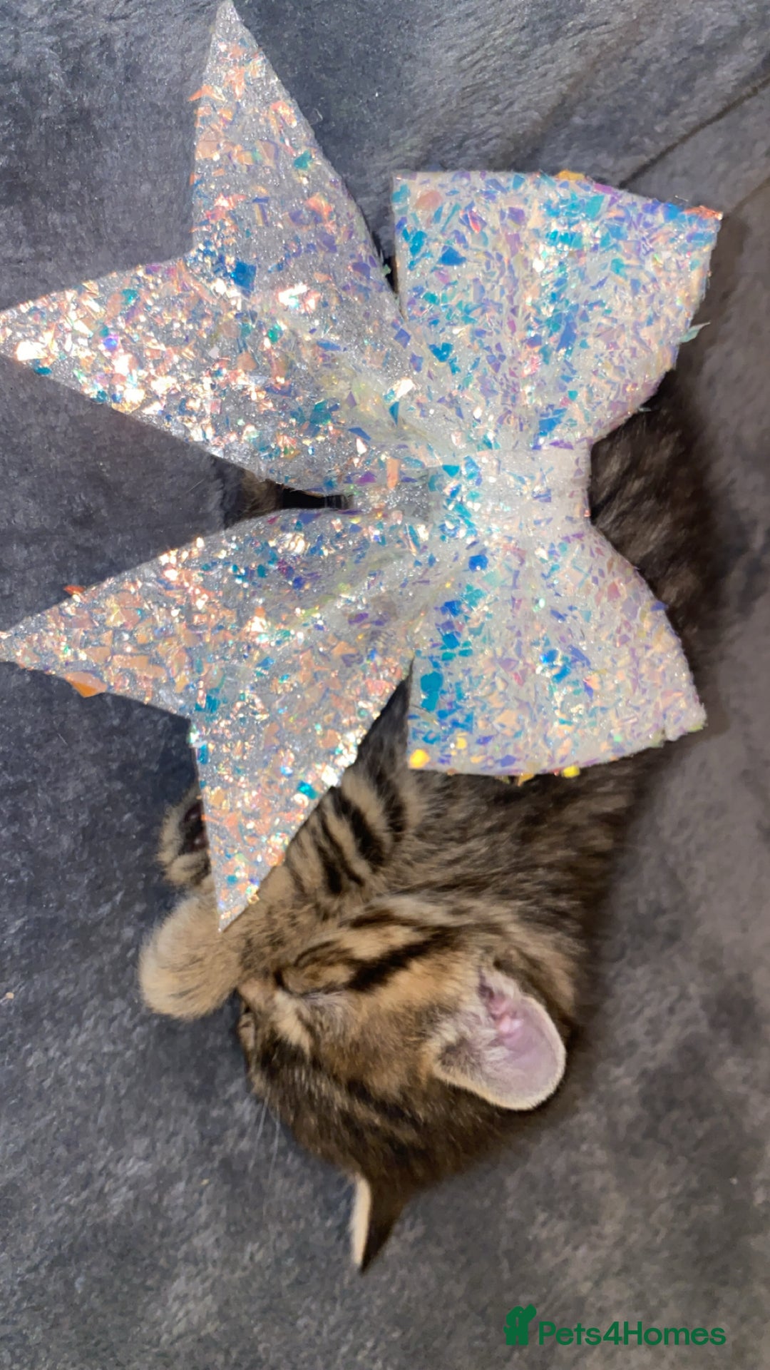 Mixed Breed cats for sale: Mixed bengal and Norwegian kittens  - Advert 5