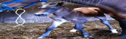 Other Breed horses for sale: Unbroken 16’2 German warmblood x Appaloosa  - Advert 3