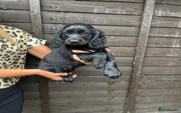 Cocker Spaniel dogs for sale: Cocker spaniel female puppies  - Image 28