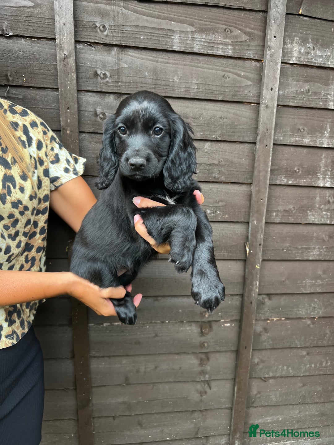 Cocker Spaniel dogs for sale: Cocker spaniel female puppies  - Image 28
