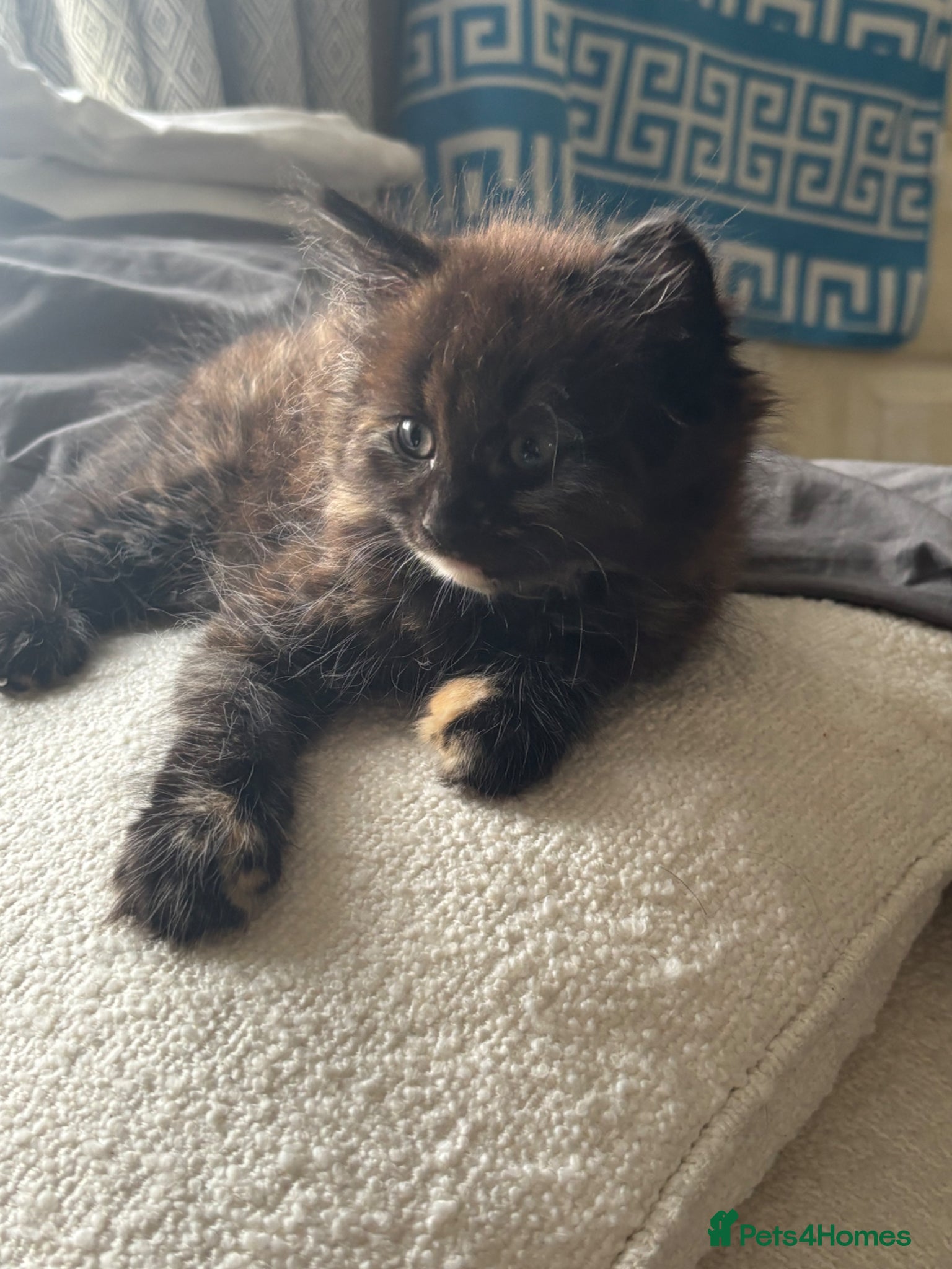 Mixed Breed cats Female tortashell long hair kitten 9 weeks old - Advert 16