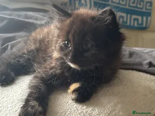 Mixed Breed cats Female tortashell long hair kitten 9 weeks old - Advert 16