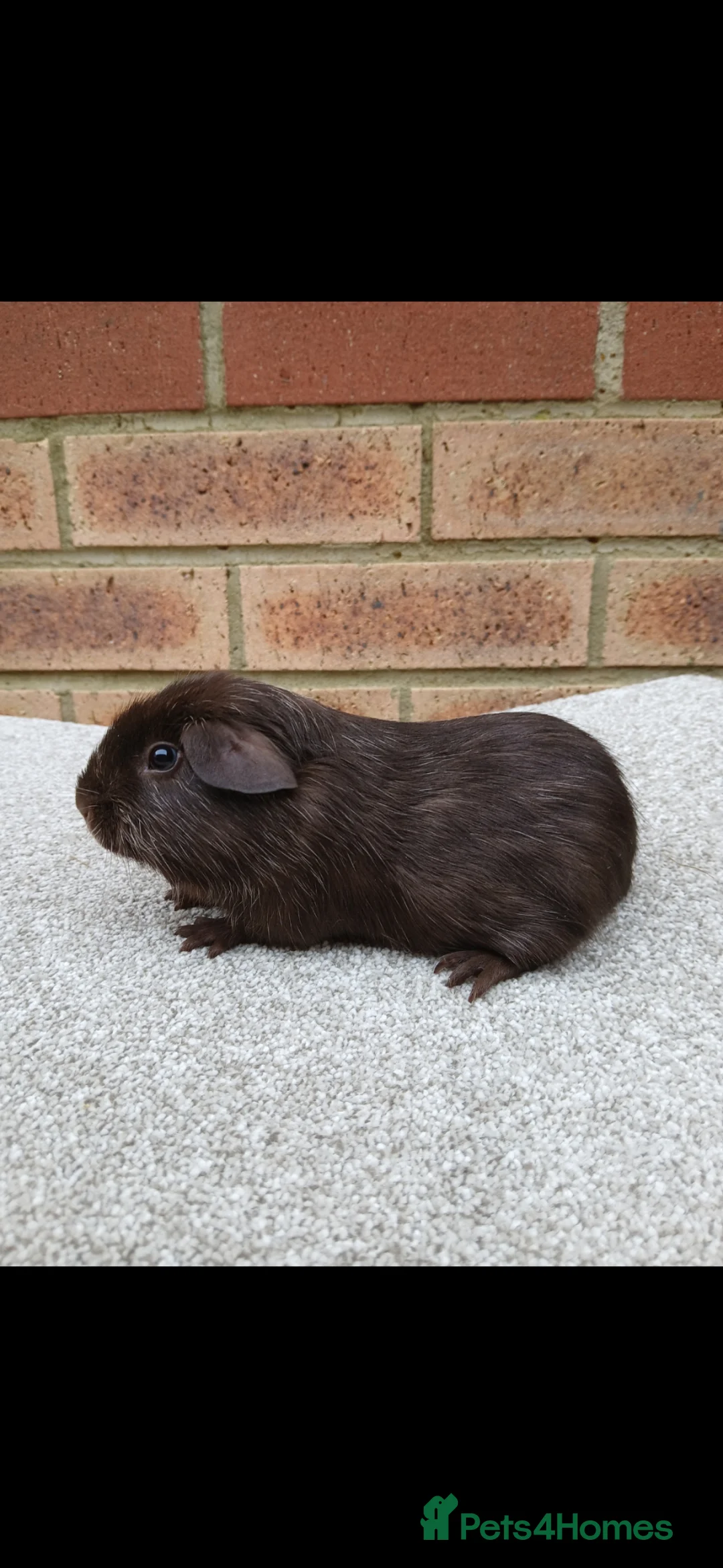 Guinea Pig rodents for sale: Beautiful Guinea Pig Brothers in Dunstable - Advert 1