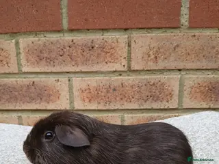 Guinea Pig rodents Beautiful Guinea Pig Brothers - Advert 1