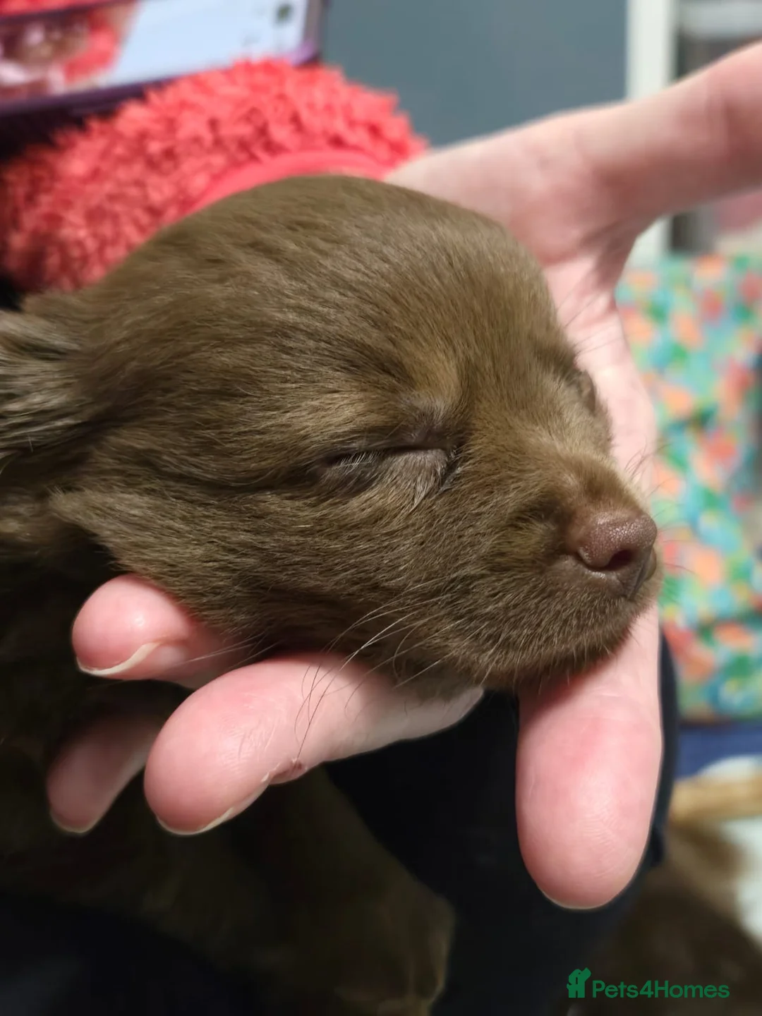 Chihuahua dogs for sale: One solid chocolate female chihuahua left!! ⭐️⭐️⭐️ - Advert 10