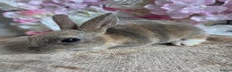Mini Lop rabbits for sale: Mini lop & mini rex babies available  - Advert 7