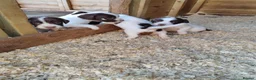 English Springer Spaniel dogs for sale: Beautiful litter of English Springer spaniels - Advert 1