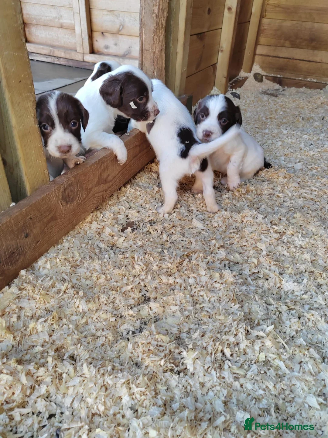 English Springer Spaniel dogs for sale: Beautiful litter of English Springer spaniels - Advert 1