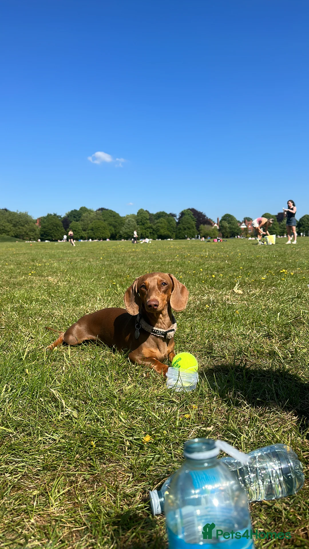 Miniature Dachshund dogs for stud: Miniature dachshund Stud. - Advert 1