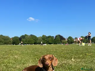 Miniature Dachshund dogs Miniature dachshund Stud. - Advert 1