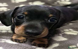 Miniature Dachshund dogs for sale: Stunning Miniature Dachshund Pups - Image 9