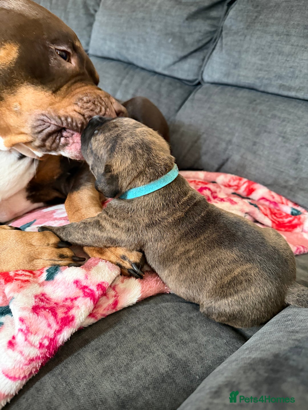 Mixed Breed dogs for sale: Beautiful Home- Reared Puppies!  - Advert 29