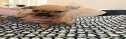 Mixed Breed dogs for sale: Frenchies x Pomeranian puppies - Advert 11