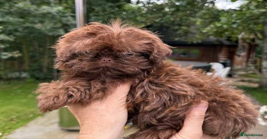 Shih Tzu dogs - Advert 1