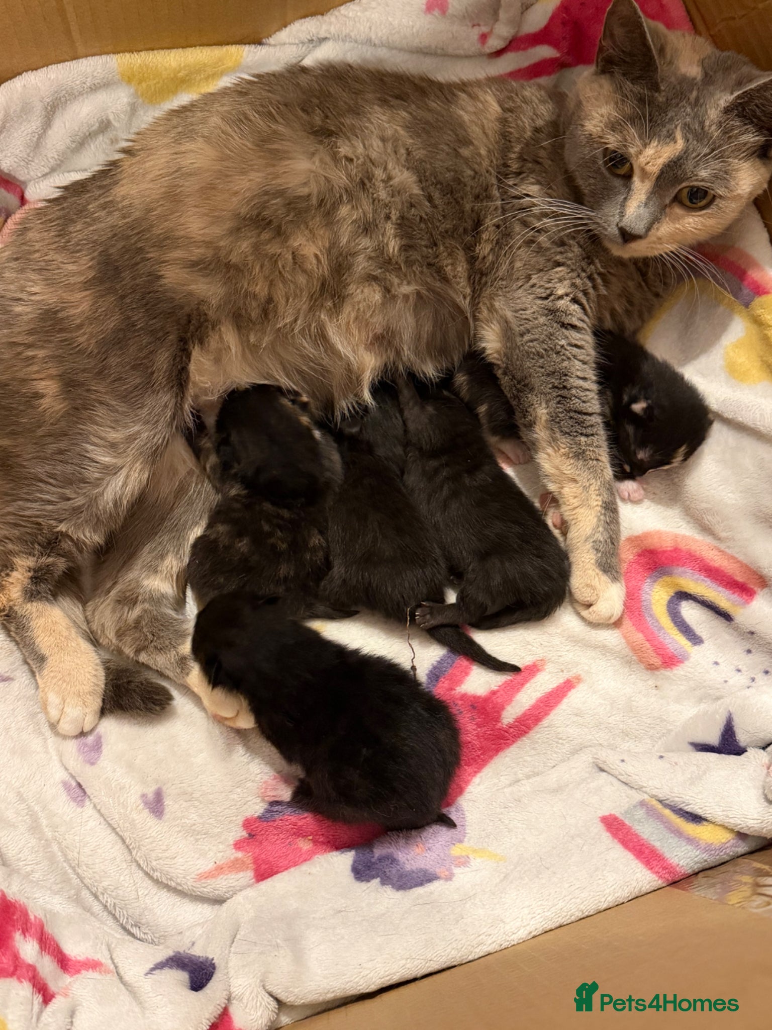 British Shorthair cats Kittens for sale  - Advert 1