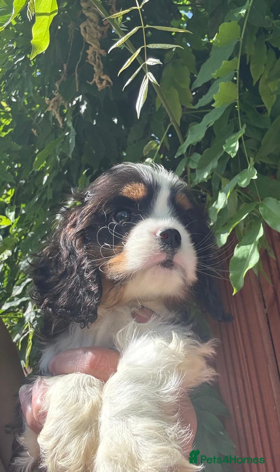 Cavalier King Charles Spaniel dogs Cavalier King Charles spaniel  - Advert 5